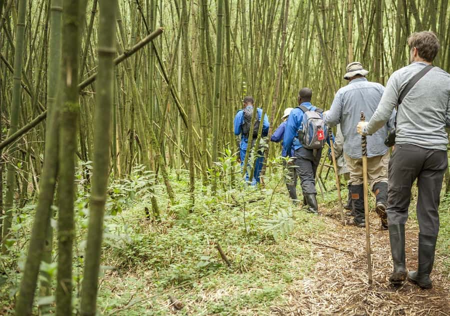 Kigali: Rwanda Gorilla Tracking in Volcanoes National Park - Volcano views and the long ride home