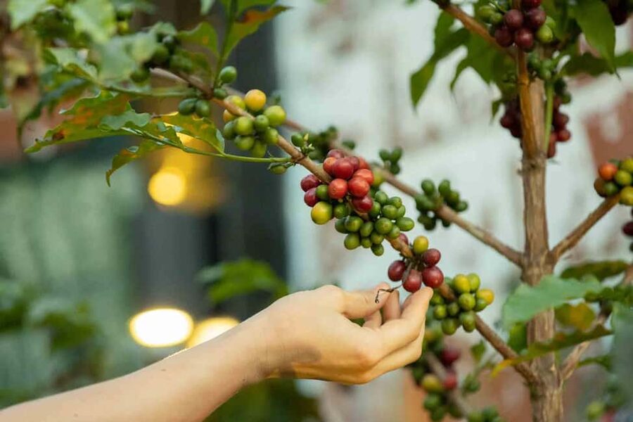 Kigali: Traditional Coffee Experience ( Bean to Brew) - Should you book it?