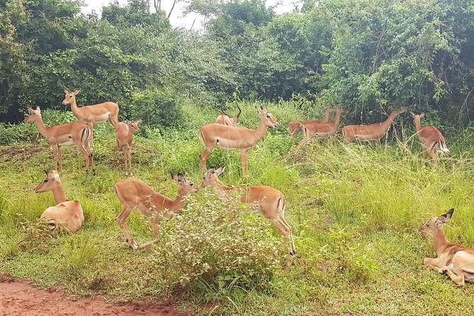 One-day Akagera National Park Game Drive with a Choice 4x4 - Lunch, water, and the practical comforts