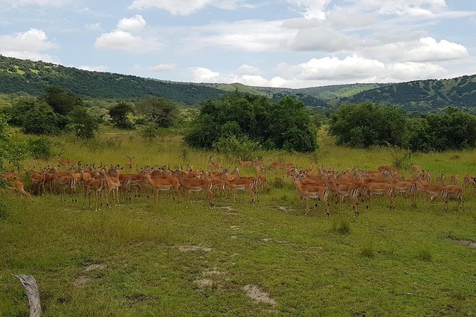 One-day Akagera National Park Game Drive with a Choice 4x4 - Why the Lake Ihema boat ride can be worth it