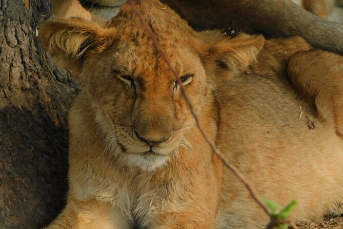 One Day Akagera Safari From Kigali - Animals you may see, from zebra herds to sleeping lions