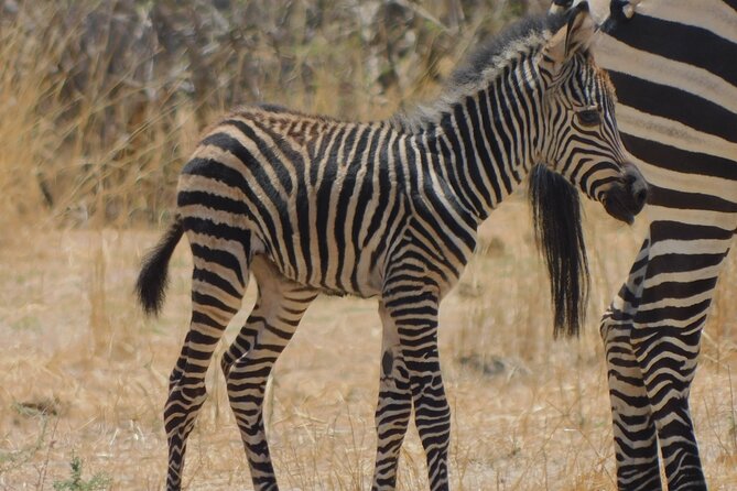 One Day Akagera Safari From Kigali - What the $400 price really covers