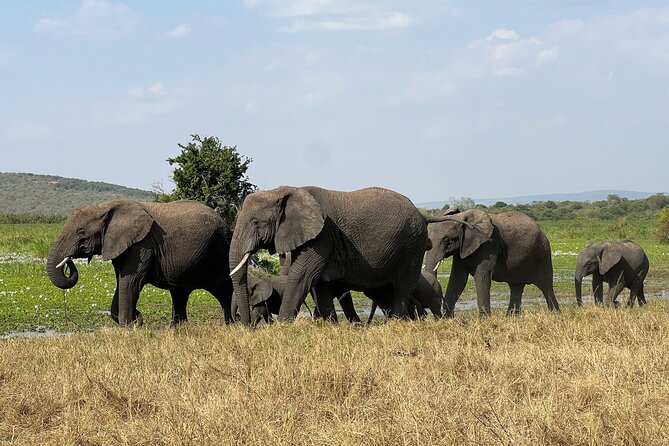 One Day Akagera Wildlife Safari - Seven Hours Of Game Viewing