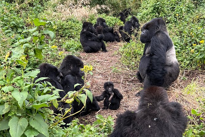 One Day Gorilla Trekking Rwanda & Iby'iwacu Cultural Village - Key points to know before you book