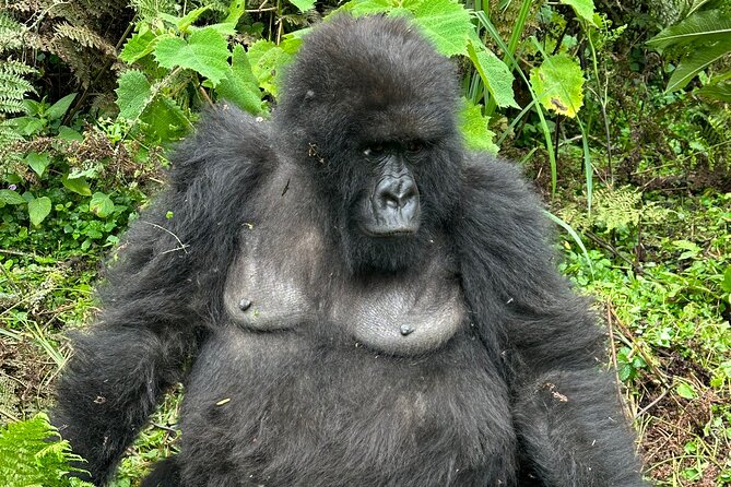 One Day Gorilla Trekking Rwanda & Iby'iwacu Cultural Village - Lunch at Migano Cafe in Musanze