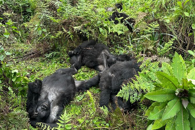 One Day Gorilla Trekking Rwanda & Iby'iwacu Cultural Village - Who should book this experience