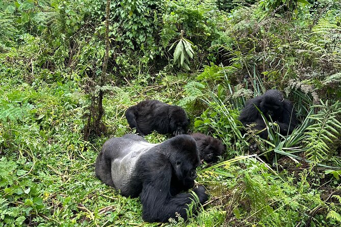 One Day Gorilla Trekking Rwanda & Iby'iwacu Cultural Village - Meeting the gorillas in Volcanoes National Park