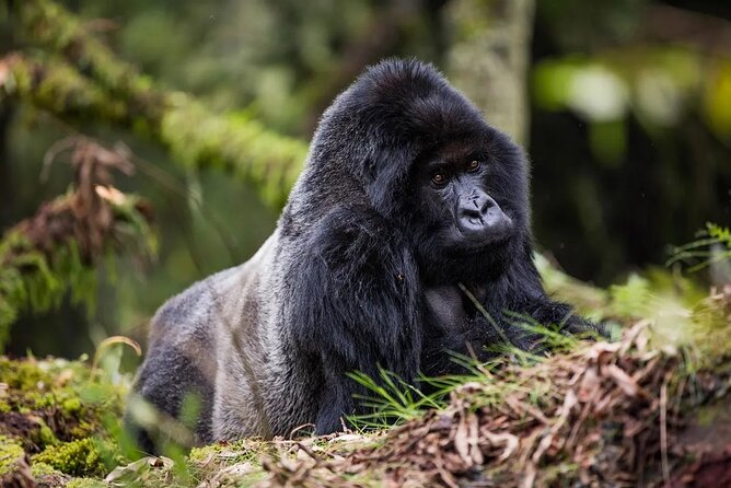 One Day Private Gorillas Tracking in Volcanoes National Park - Key points before you book