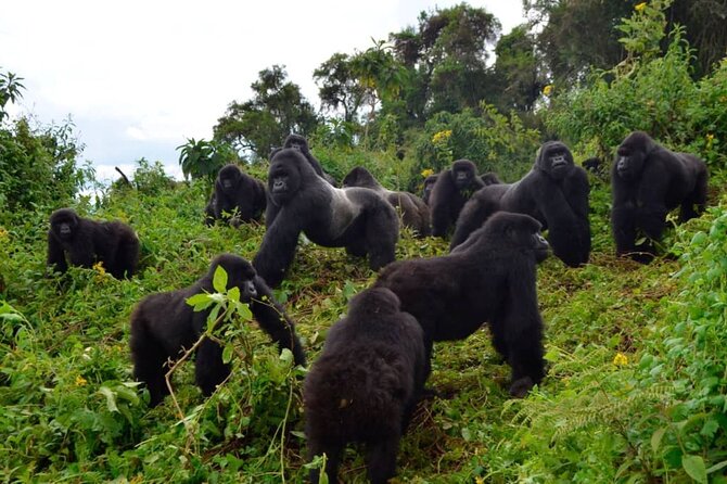 One Day Private Gorillas Tracking in Volcanoes National Park - What the private setup really means