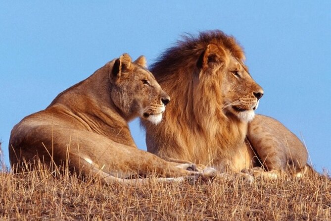 Private 1 Day Akagera Big Five Safari with pick up and lunch. - Key points at a glance