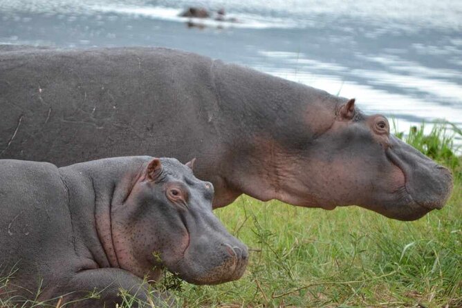Private 1 Day Akagera Big Five Safari with pick up and lunch. - Six hours among Akagera’s wildlife