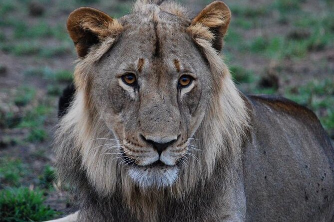 Private 1 Day Akagera Big Five Safari with pick up and lunch. - What you might see on the drive