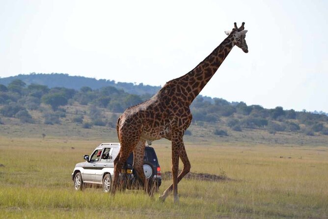 Private 1 Day Akagera Big Five Safari with pick up and lunch. - The value of lunch, entry, and private transport