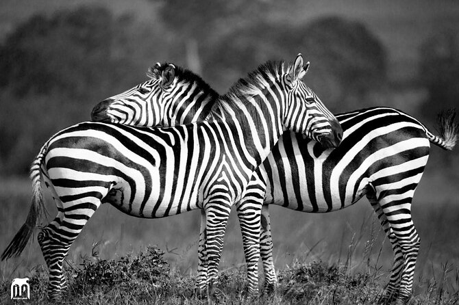 Private 1 Day Akagera Big Five Safari with pick up and lunch. - Timing, comfort, and what to pack