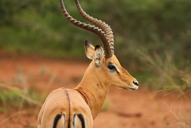 Private Full-Day Tour Akagera Game Drive - Six Hours Among Akagera’s Animals