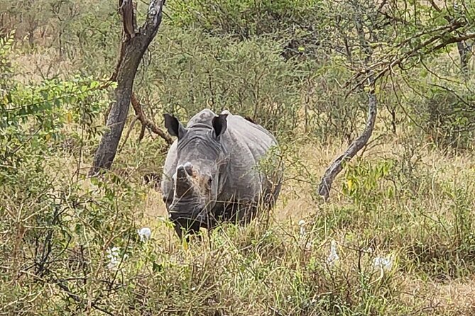 Private Full-Day Tour Akagera Game Drive - Cost, Lunch, and Extra Fees