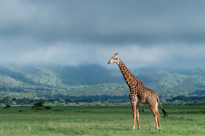 Private Full-Day Tour Akagera Game Drive - Who Should Book This Akagera Day Trip?