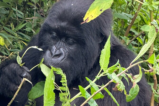 Private Gorilla Trekking Transfer from kigali to Volcanoes N.Park - Why the private vehicle adds value
