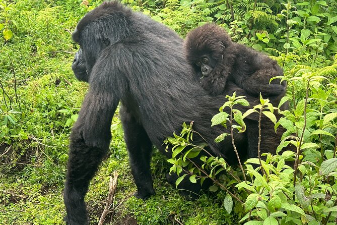 Private Gorilla Trekking Transfer from kigali to Volcanoes N.Park - Lunch, water, and the return to Kigali