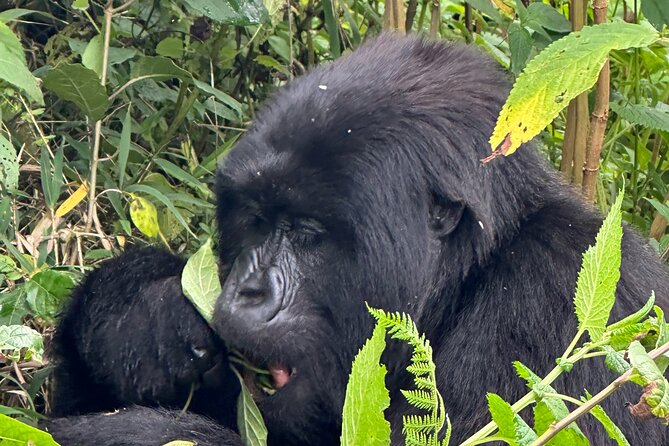 Private Gorilla Trekking Transfer from kigali to Volcanoes N.Park - Driver guides and service style