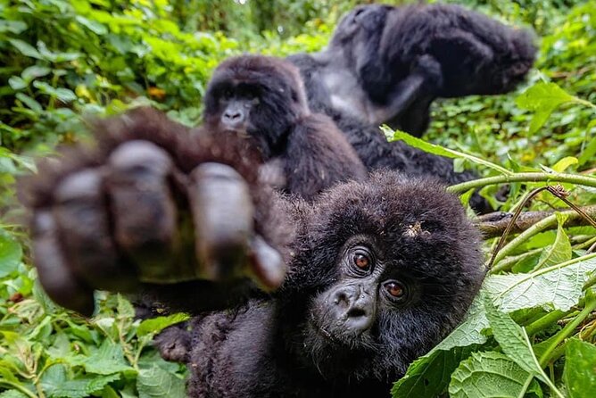Private Gorilla Trekking Transfer from kigali to Volcanoes N.Park - Who should book this experience