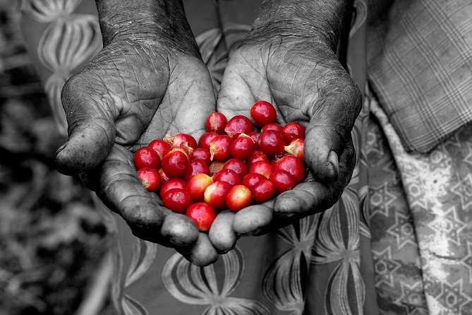 Rwandan Coffee Experience - Key points to know