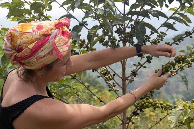 Rwandan Coffee Experience - Who will enjoy this day most