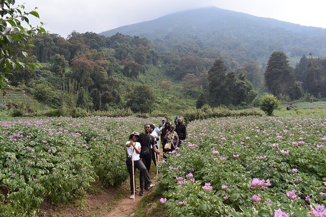 Scenic walk around volcanoes - Golden monkeys, with realistic expectations