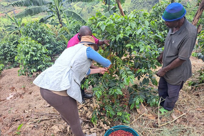Tea and coffee tours - Starting at 8:00 am in Rubavu